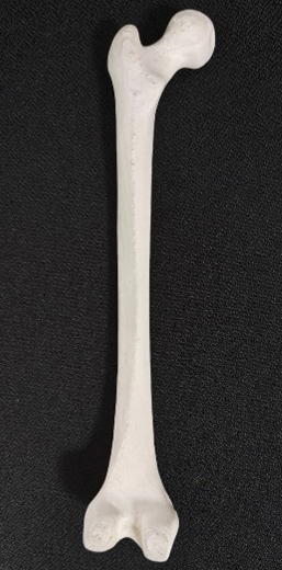 3D printed model